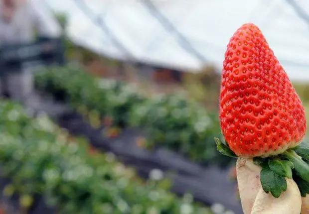 Illizi : Une expérience de culture de fraises fructueuse à Djanet