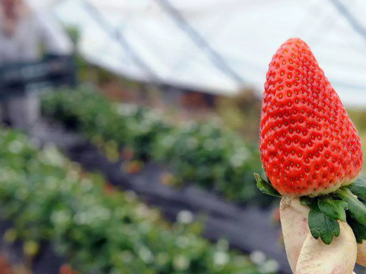 Illizi : Une expérience de culture de fraises fructueuse à Djanet