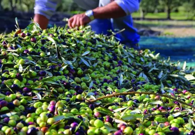 Production de l’huile d’olives : l’UE lance une opération expérimentale à Tizi Ouzou