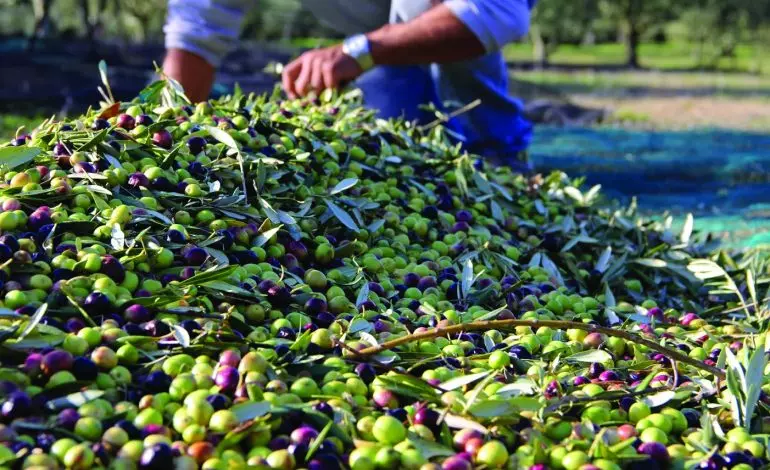 Production de l’huile d’olives : l’UE lance une opération expérimentale à Tizi Ouzou