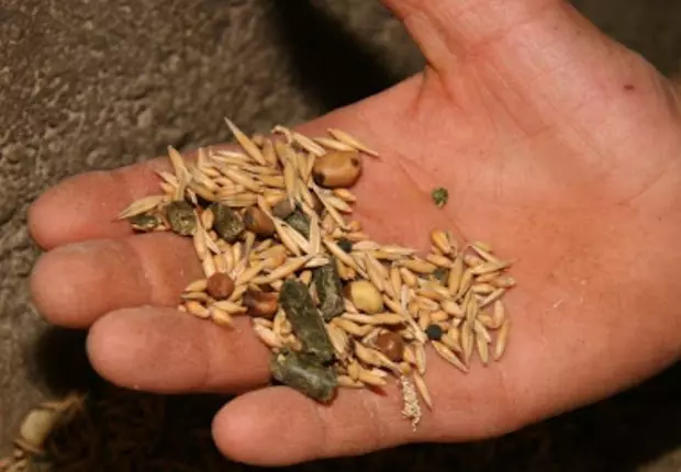 Affaire du blé avarié: Les explications d’un responsable au ministère