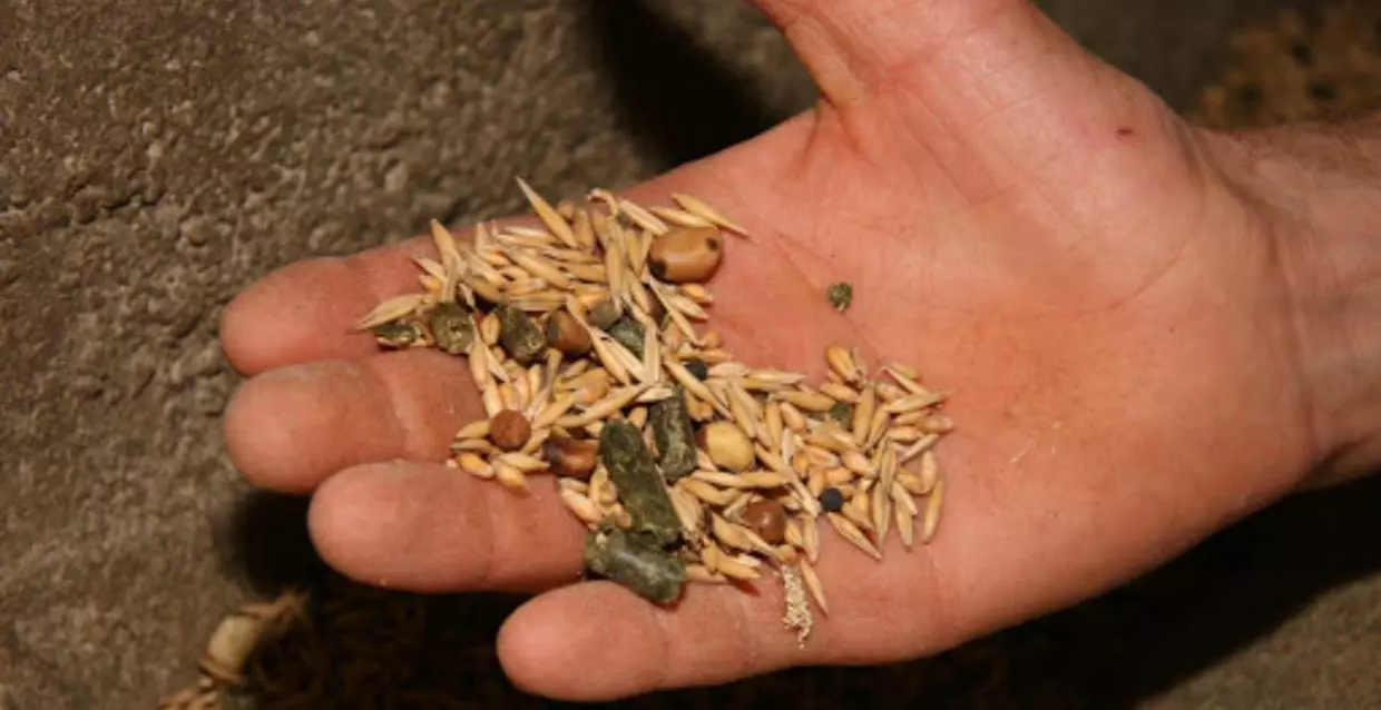 Affaire du blé avarié: Les explications d’un responsable au ministère