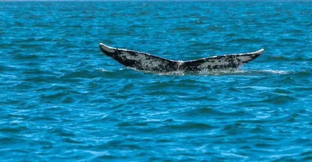 Une baleine s&rsquo;échoue sur la plage Khadra à Mostaganem