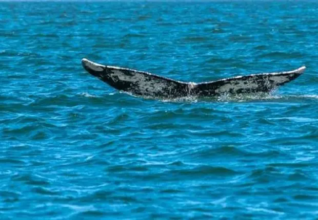 Une baleine s’échoue sur la plage Khadra à Mostaganem