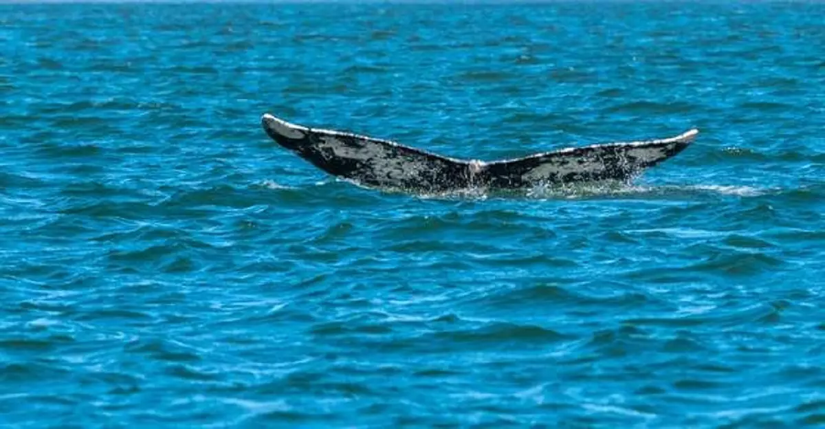 Une baleine s’échoue sur la plage Khadra à Mostaganem
