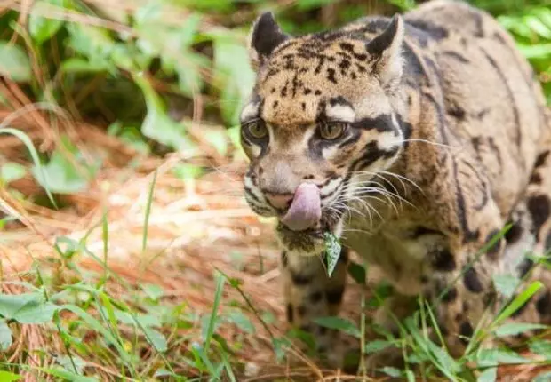 American Time Magazine : 3 animaux disparus de retour en Algérie