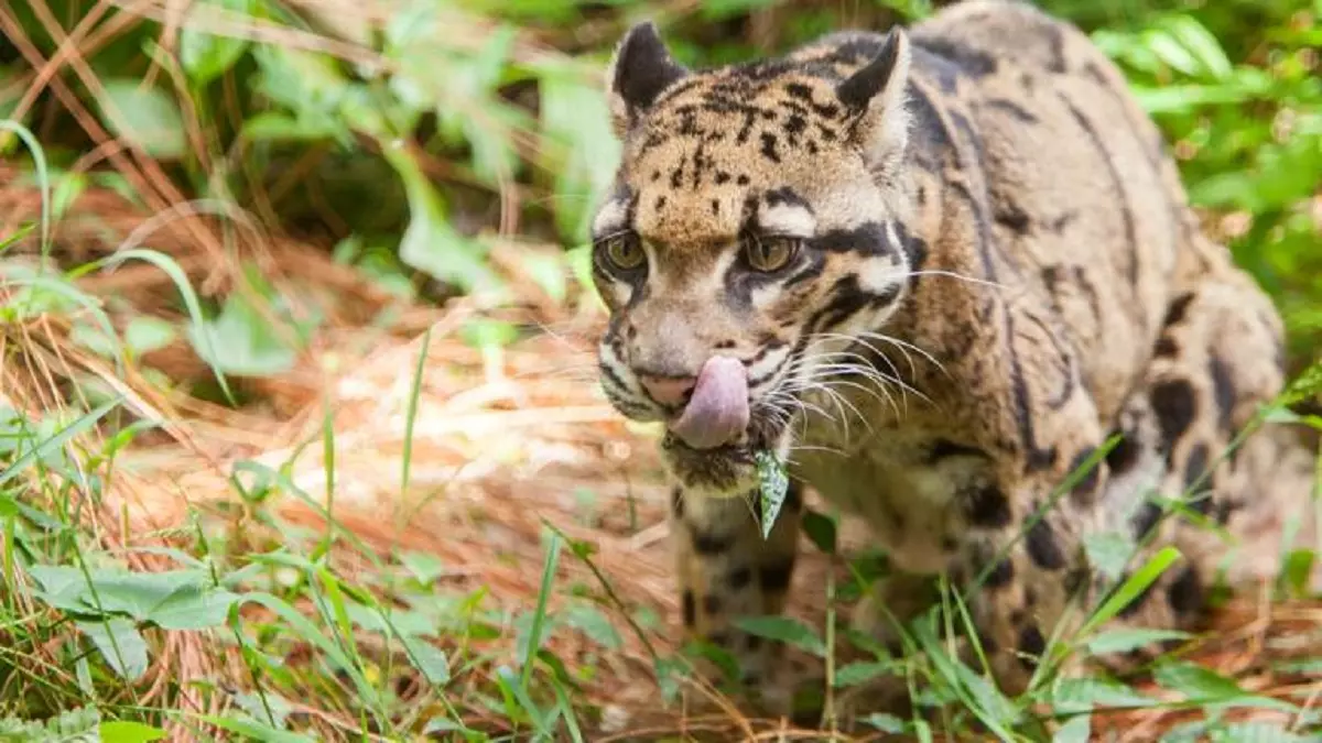 American Time Magazine : 3 animaux disparus de retour en Algérie