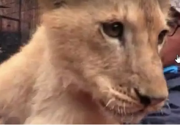 Ce que l’on sait sur l’affaire de la maltraitance des lions d’Oran