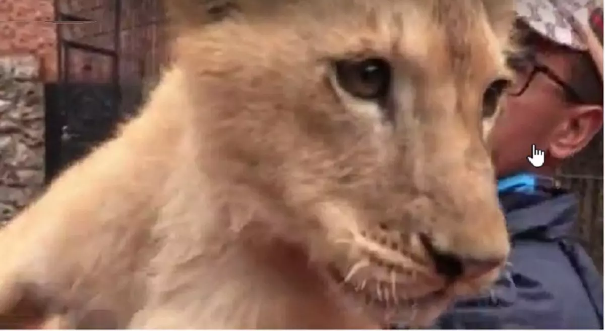 Ce que l’on sait sur l’affaire de la maltraitance des lions d’Oran