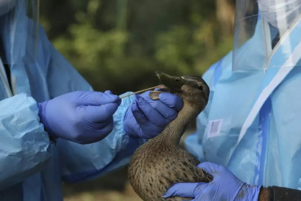 L’Algérie enregistre un foyer de grippe aviaire H5N8