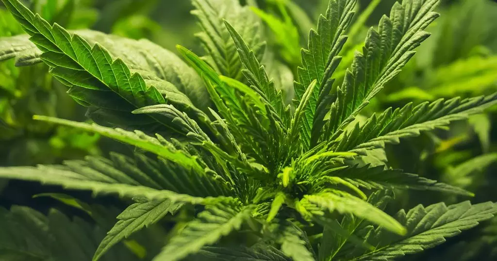 Le Maroc envisage de légaliser le Cannabis