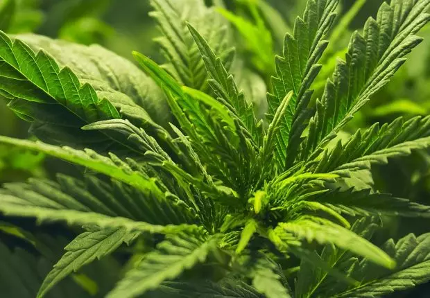 Le Maroc envisage de légaliser le Cannabis