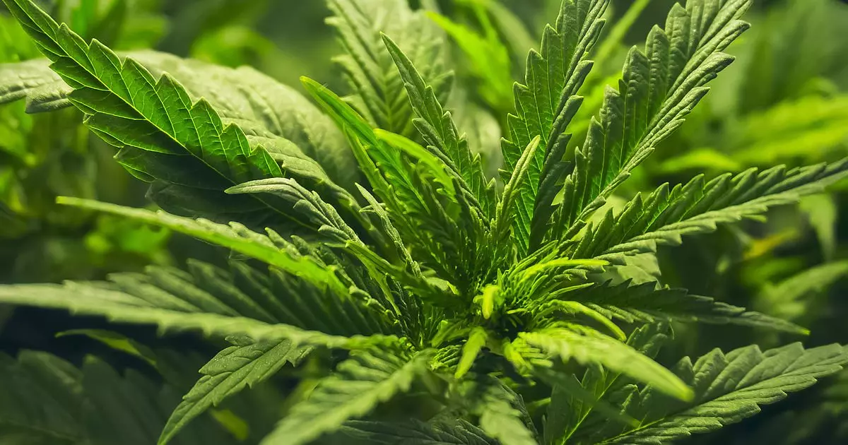 Le Maroc envisage de légaliser le Cannabis