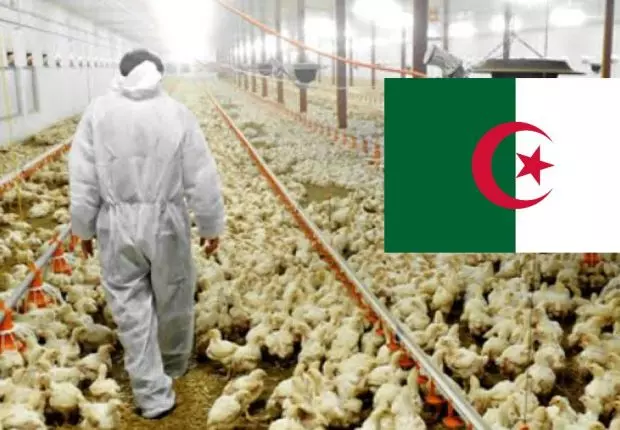 Ce que l&rsquo;on sait sur le foyer de grippe aviaire détecté en Algérie