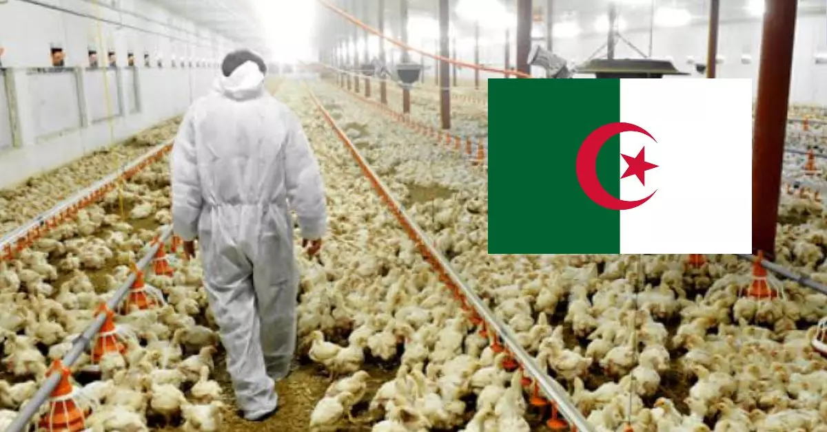 Ce que l’on sait sur le foyer de grippe aviaire détecté en Algérie