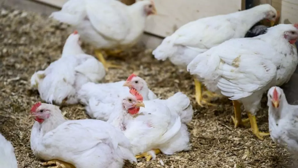 Grippe aviaire H5N8 : Une importante découverte en Russie