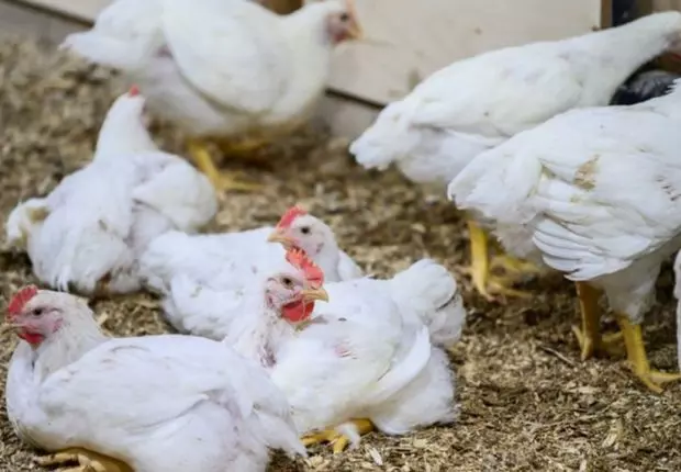 Grippe aviaire H5N8 : Une importante découverte en Russie