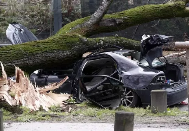 Ain Témouchent : la chute d’un arbre fait trois morts