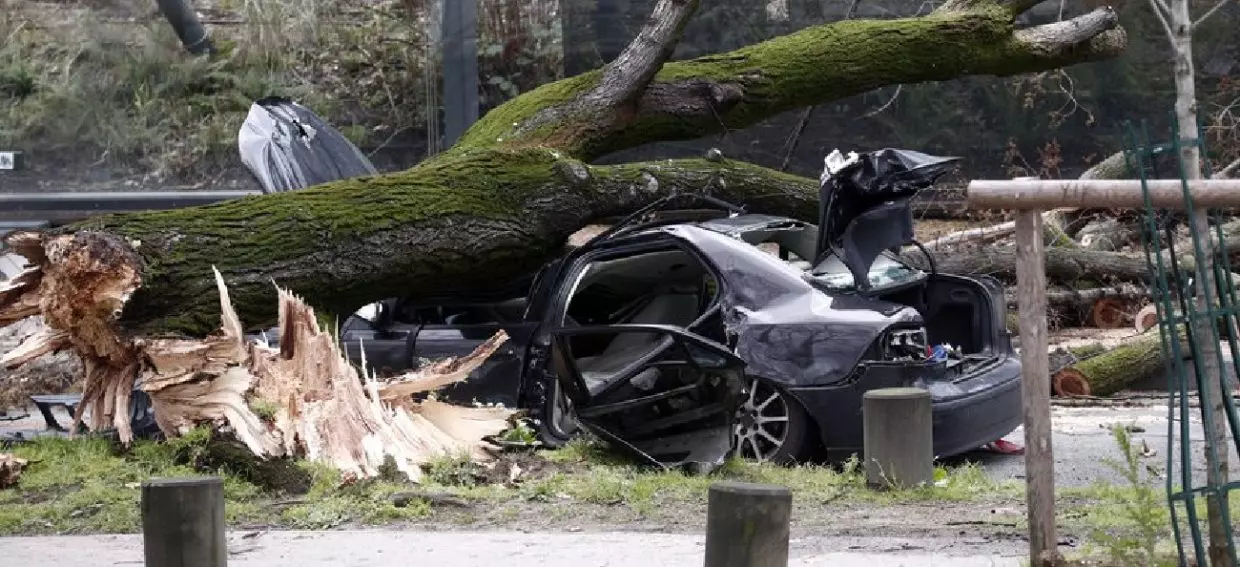 Ain Témouchent : la chute d’un arbre fait trois morts