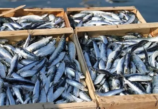 Prix de la sardine : les raisons derrière la flambée inédite