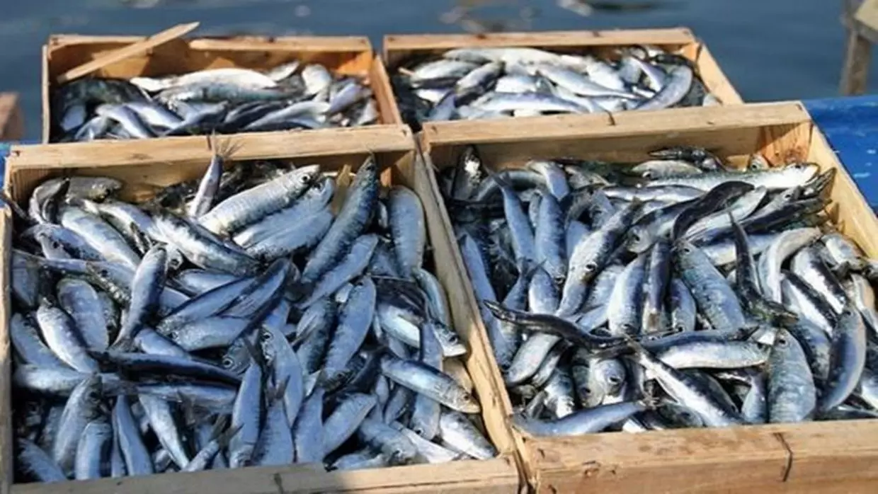 Prix de la sardine : les raisons derrière la flambée inédite