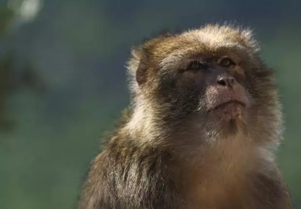 Tizi Ouzou : deux singes magot libérés par la gendarmerie à Tadmaït