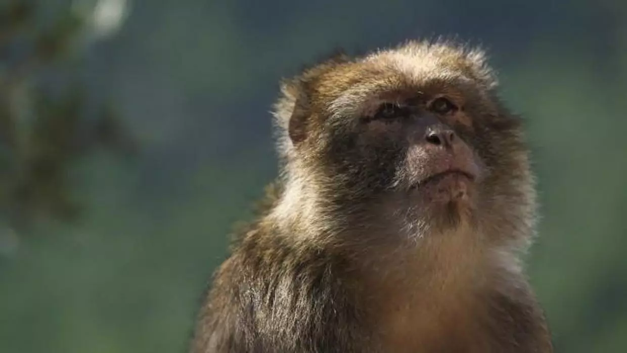 Tizi Ouzou : deux singes magot libérés par la gendarmerie à Tadmaït