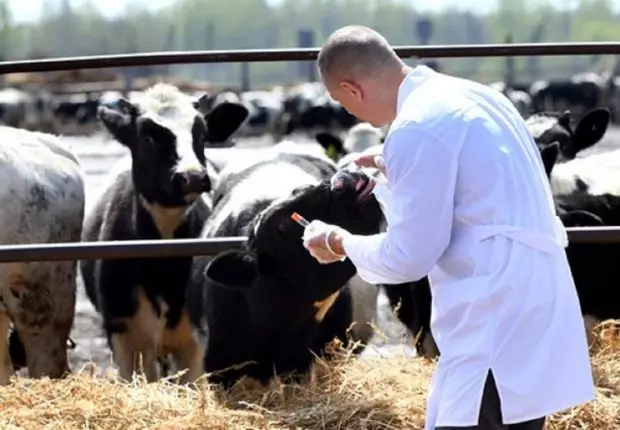 Quand la filière de l’élevage attire de plus en plus d’universitaires