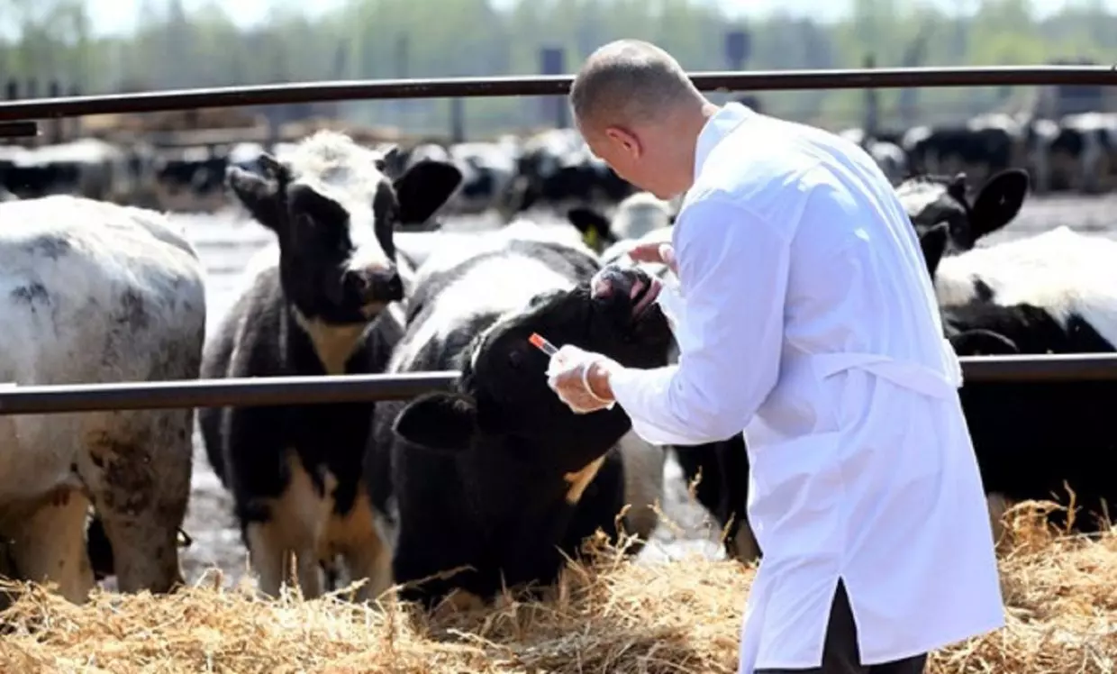 Quand la filière de l’élevage attire de plus en plus d’universitaires