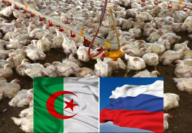 La Russie interdit l&rsquo;importation de volailes d&rsquo;Algérie