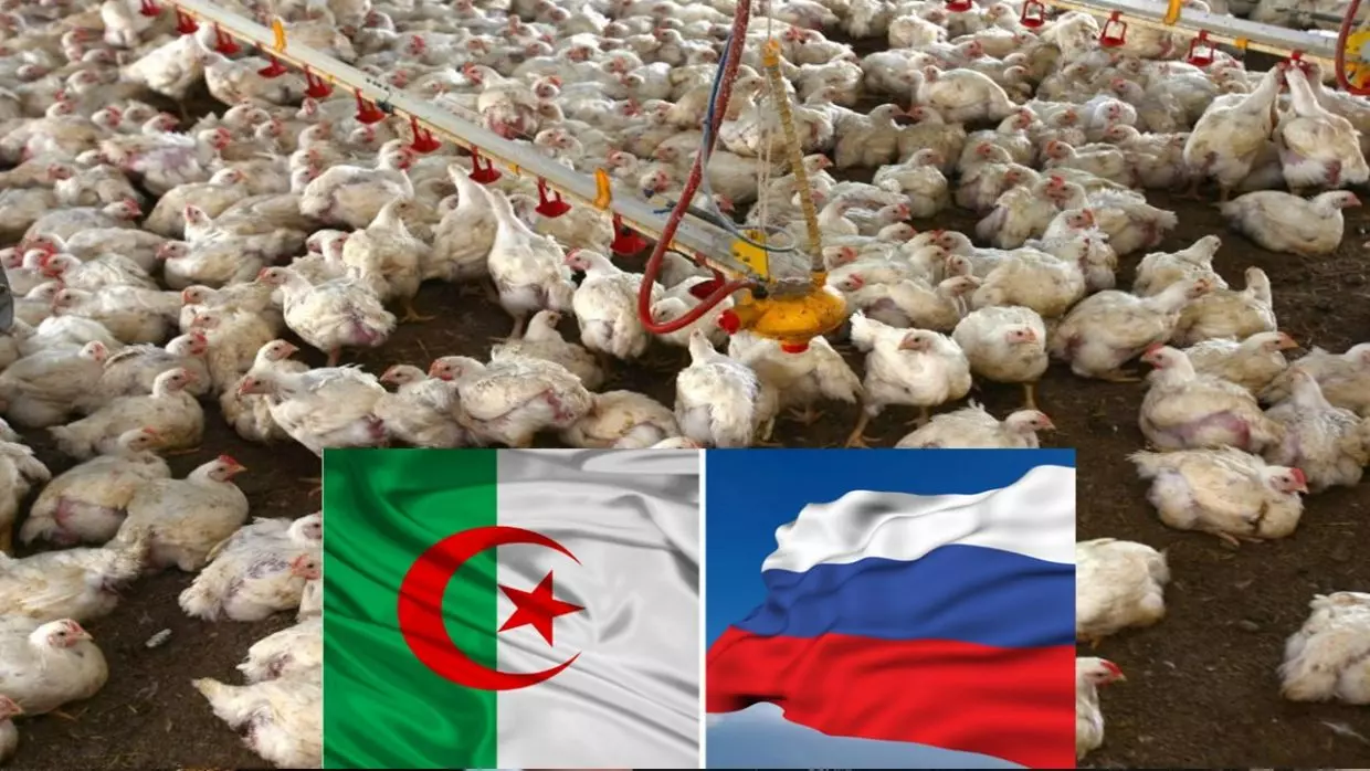 La Russie interdit l’importation de volailes d’Algérie
