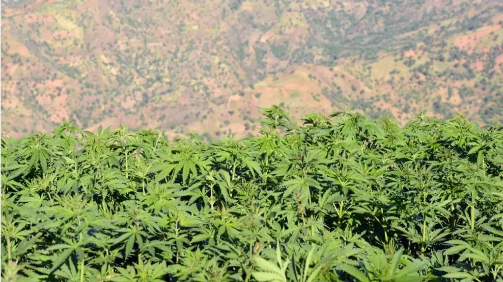 Le nouveau cannabis marocain, « comparable à la cocaïne et l’héroïne »