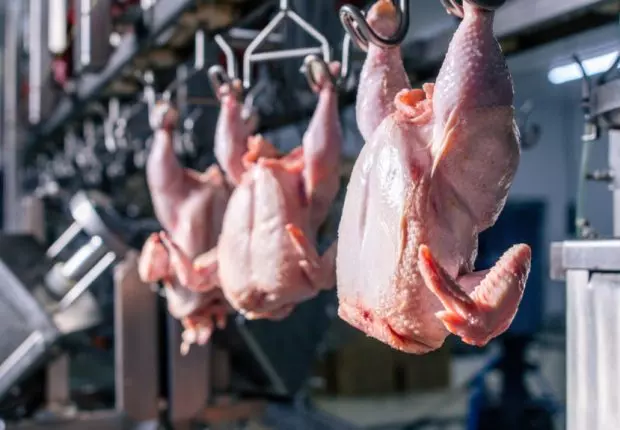 France : Vers l’interdiction de l’abattage de volailles Halal ?