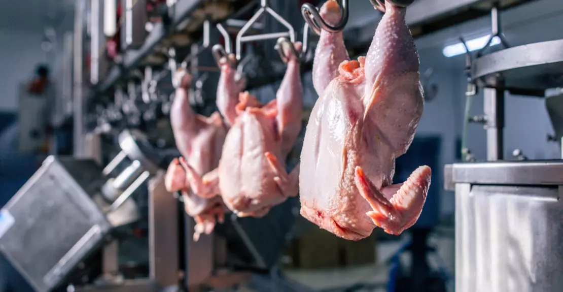 France : Vers l’interdiction de l’abattage de volailles Halal ?