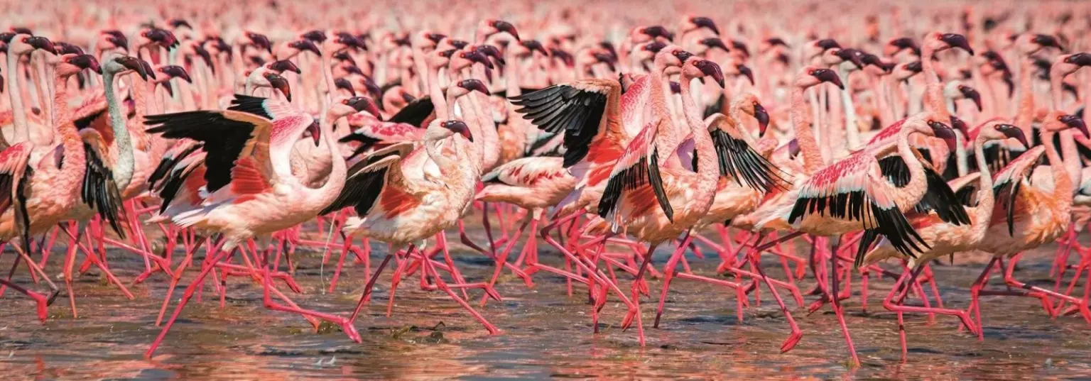 Une première au Tassili : le flamant rose observé à Illizi
