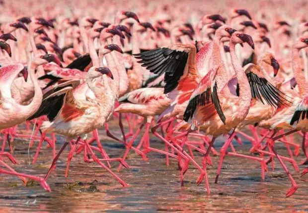 Une première au Tassili : le flamant rose observé à Illizi