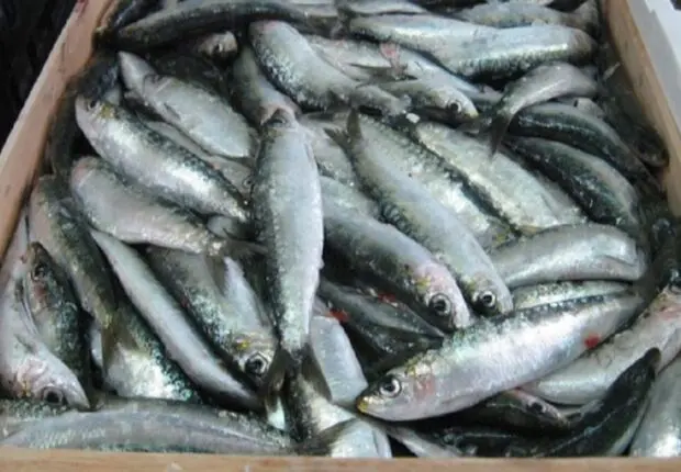 Hausse drastique de la sardine à Alger : Les principales raisons