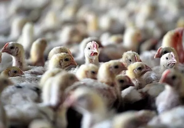 Un virus inconnu décime 30 000 volailles à Sétif