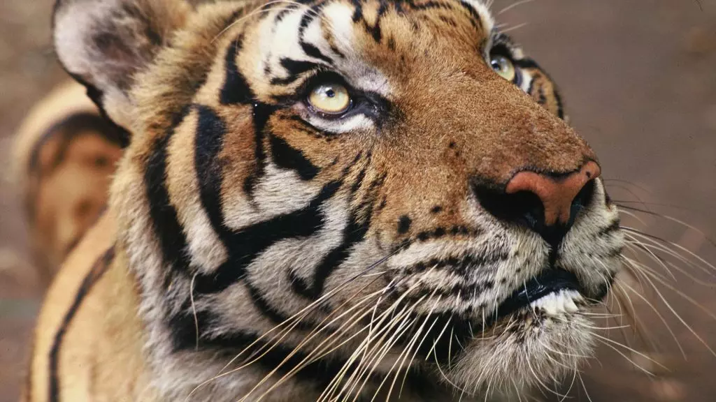 5 lions, 2 singes, 3 tigres, 2 renard et 88 perroquets saisis à Alger