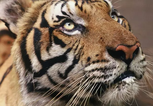 5 lions, 2 singes, 3 tigres, 2 renard et 88 perroquets saisis à Alger