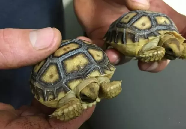 France : un Algérien condamné pour trafic de tortues à Marseille