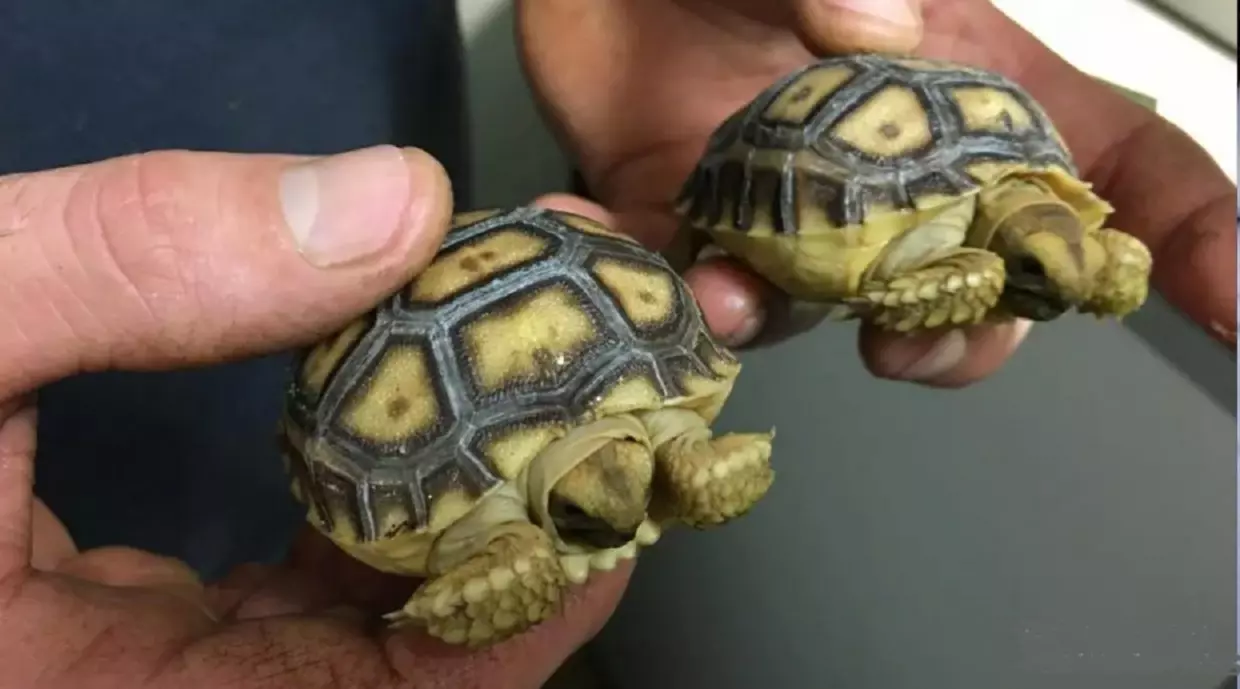 France : un Algérien condamné pour trafic de tortues à Marseille