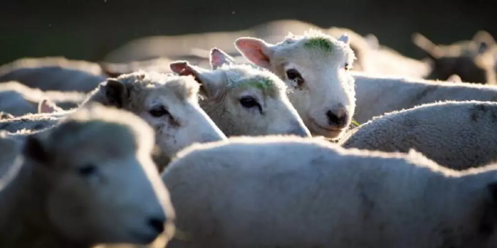 Aïd El Adha 2021 en Algérie : le prix du mouton fixé