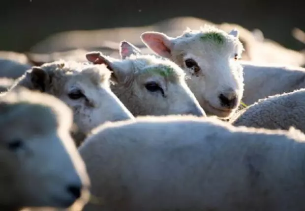 Aïd El Adha 2021 en Algérie : le prix du mouton fixé