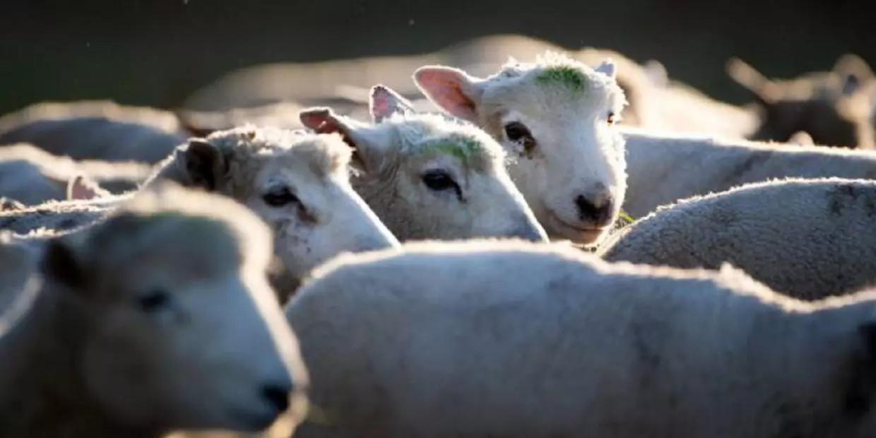 Vol de bétail : les éleveurs restent impuissants