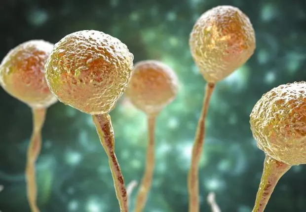 Covid-19 : ce que l’on sait sur le « champignon noir » apparu en Inde