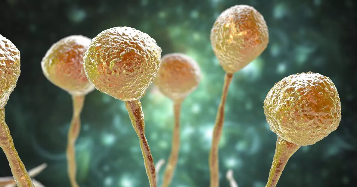 Covid-19 : ce que l’on sait sur le « champignon noir » apparu en Inde