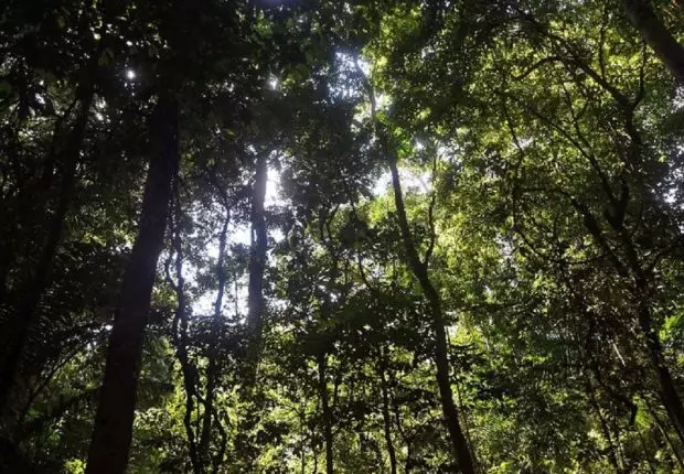Tourisme : deux jeunes filles kidnappées dans une forêt à Sétif