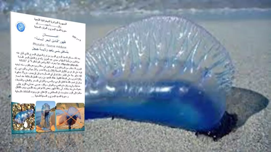 Jijel : l’apparition de la « méduse mortelle » confirmée