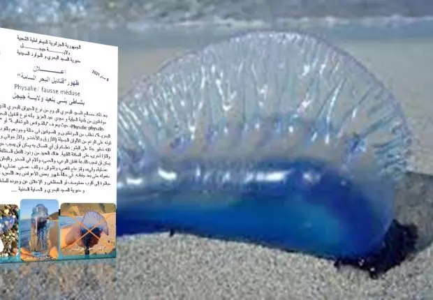 Jijel : l’apparition de la « méduse mortelle » confirmée